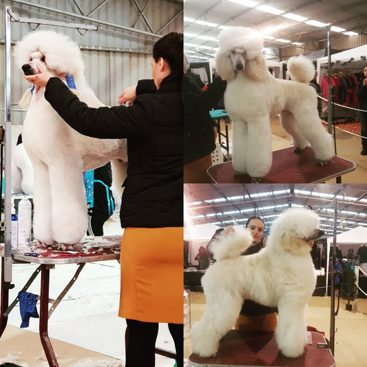 Poodle Styling - 1day Class