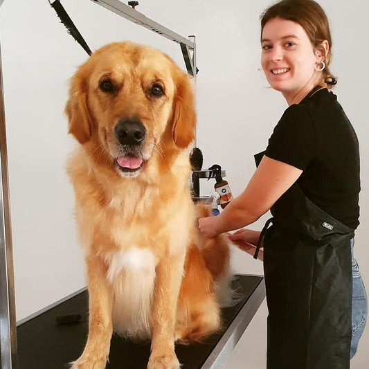Intensive Professional Groomers Course - 10days